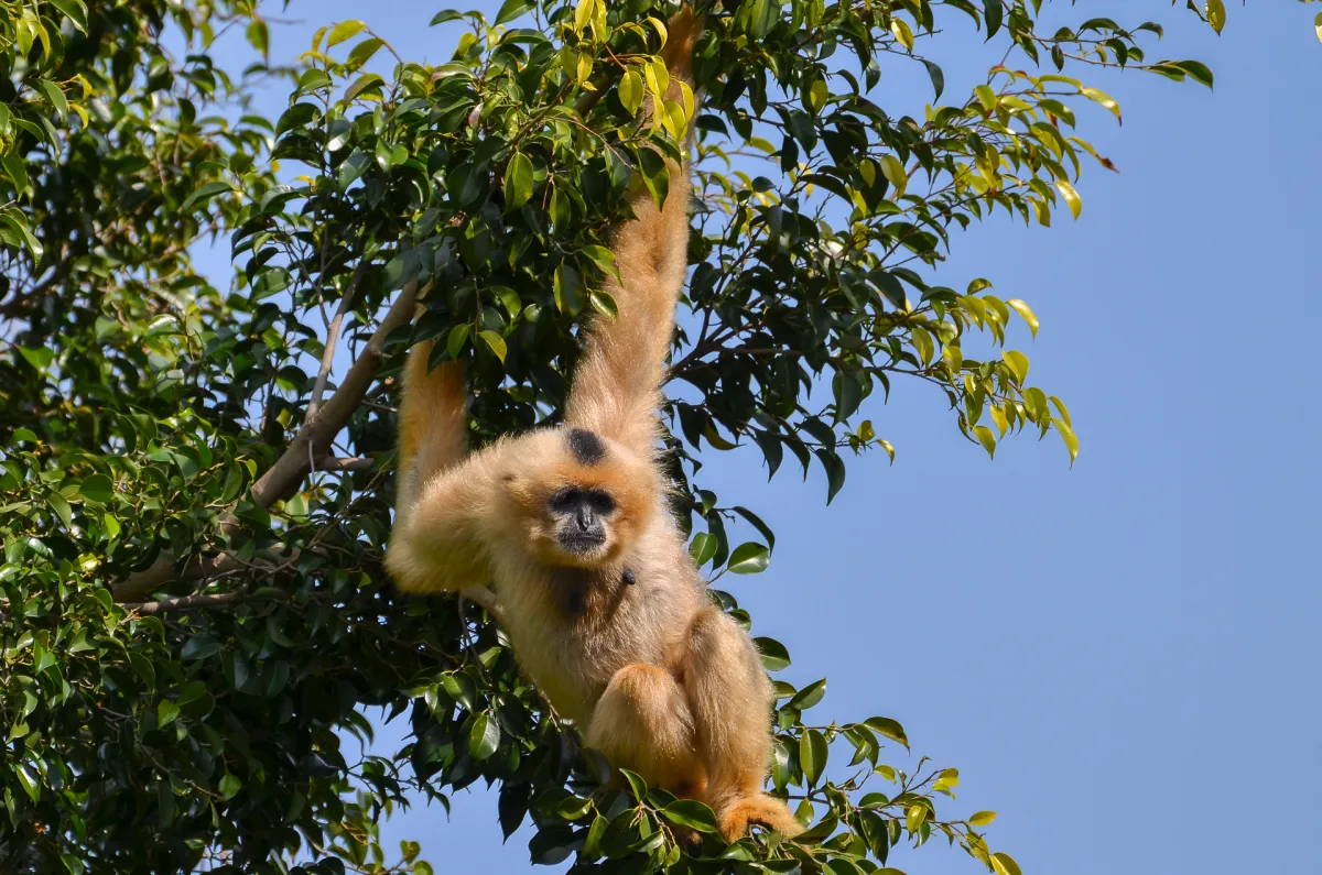Golden-cheeked Gibbon