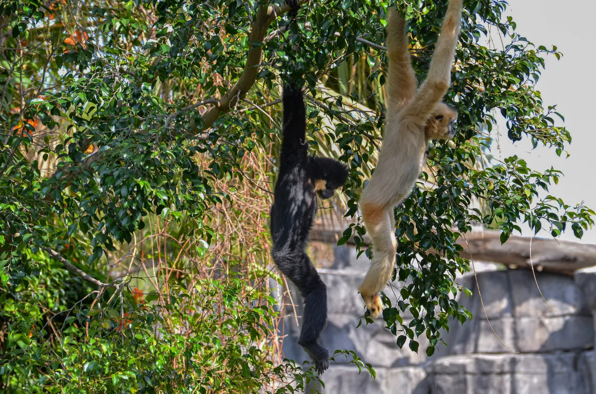 Golden-cheeked Gibbon pair