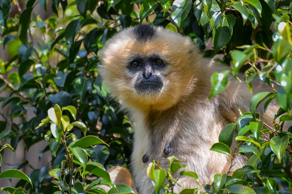 female Golden-cheeked Gibbon