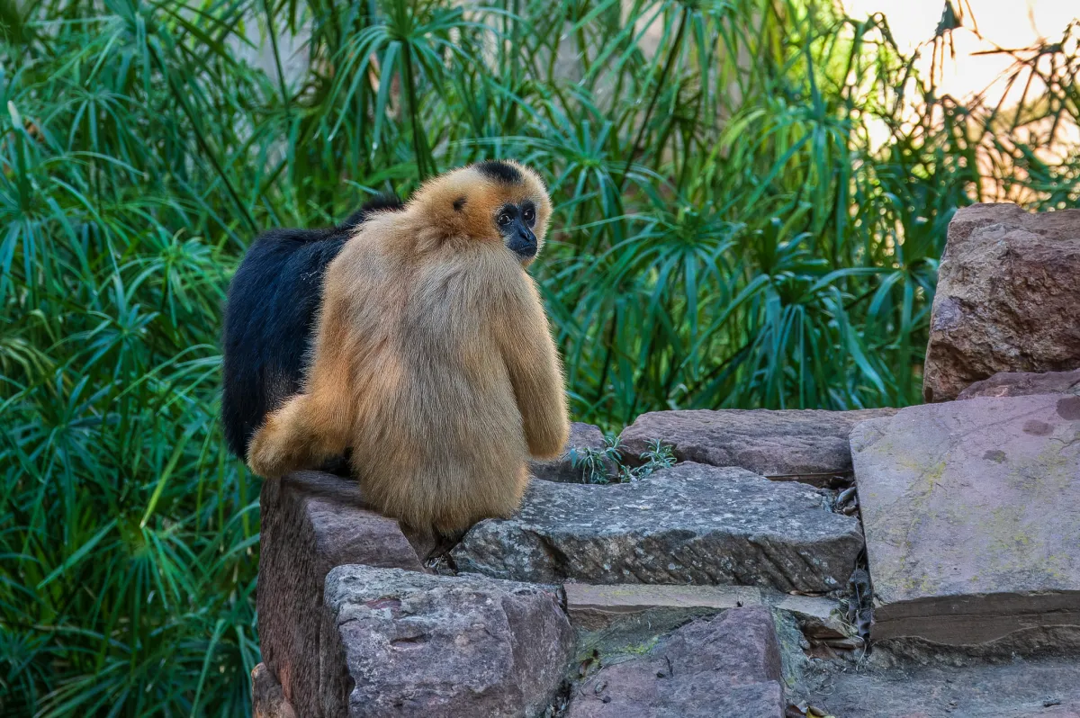 Golden-cheeked Gibbon