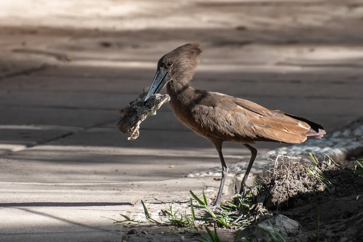 Hamerkop collecting nesting materials