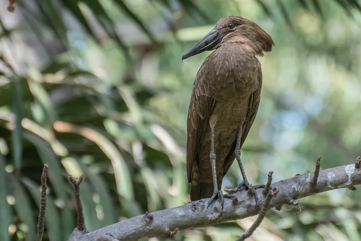 Hamerkop