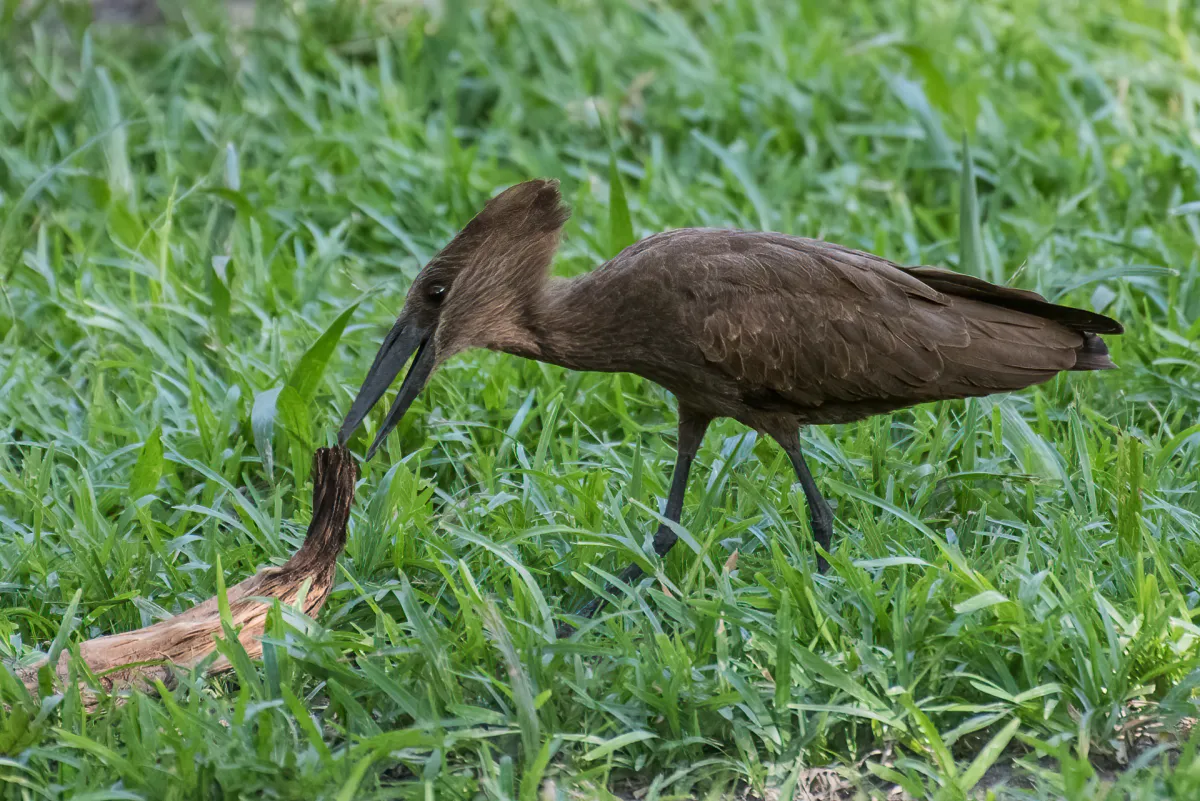 Hamerkop collecting leaves