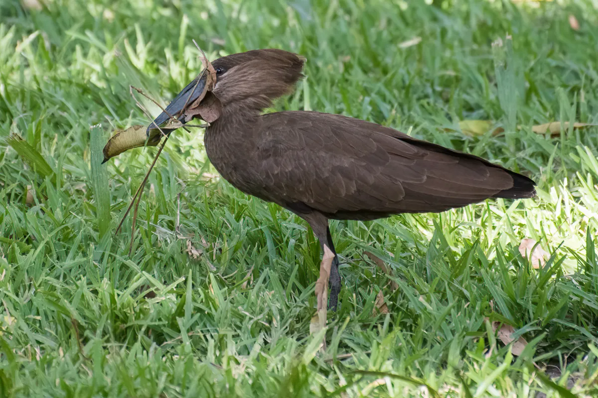 Hamerkop on grass