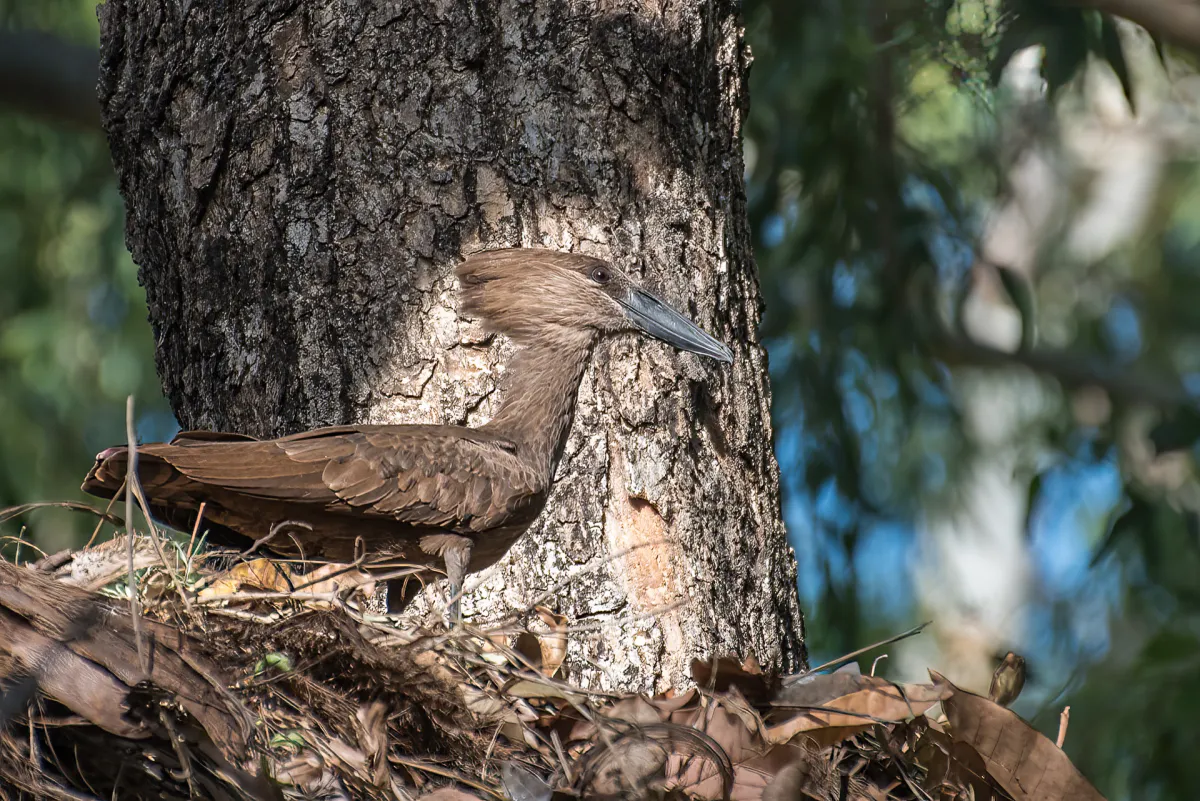 Hamerkop on nest