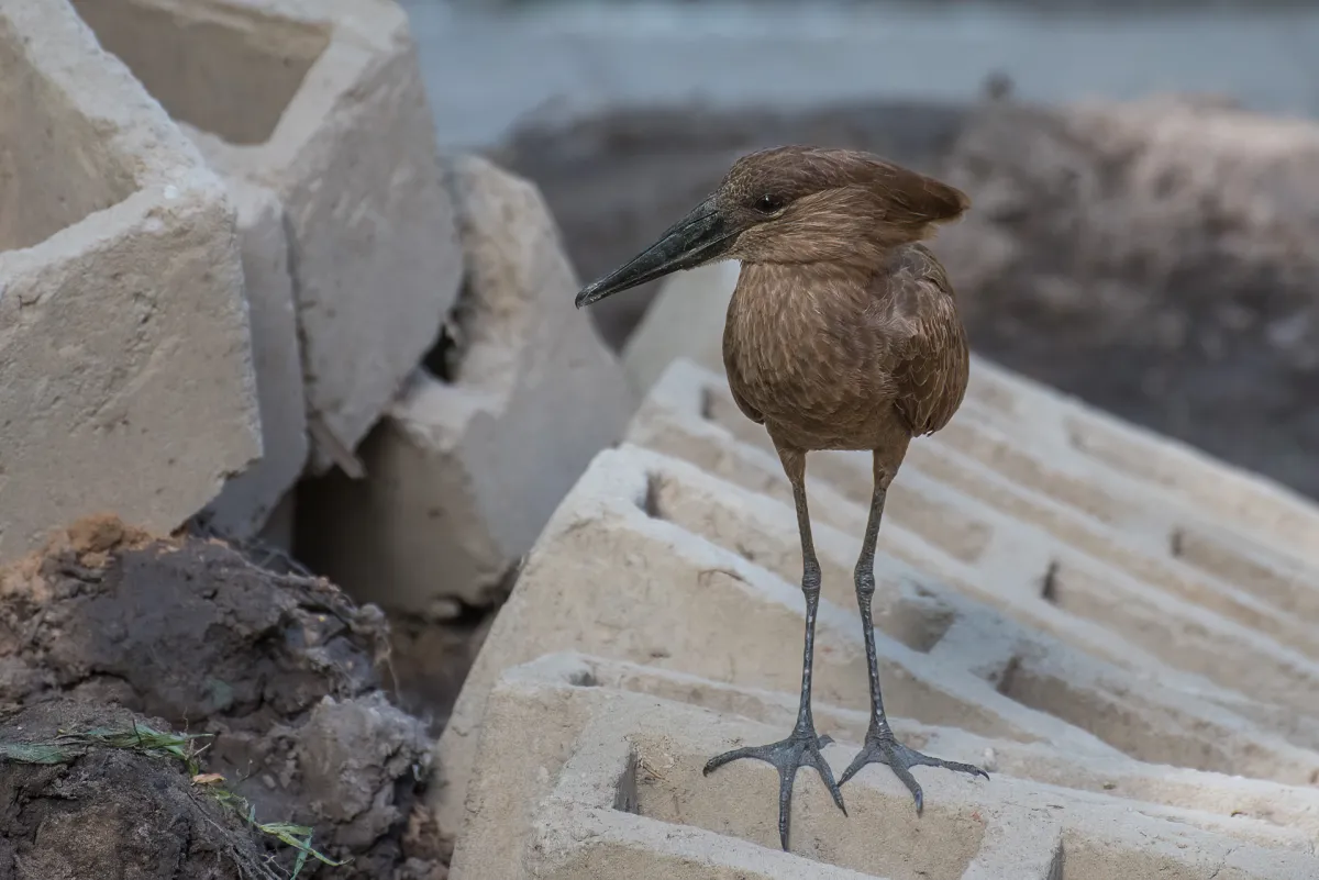 Hamerkop, The Gambia