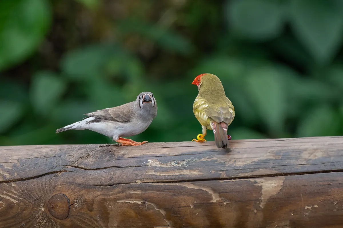 Star Finch adult and juvenile