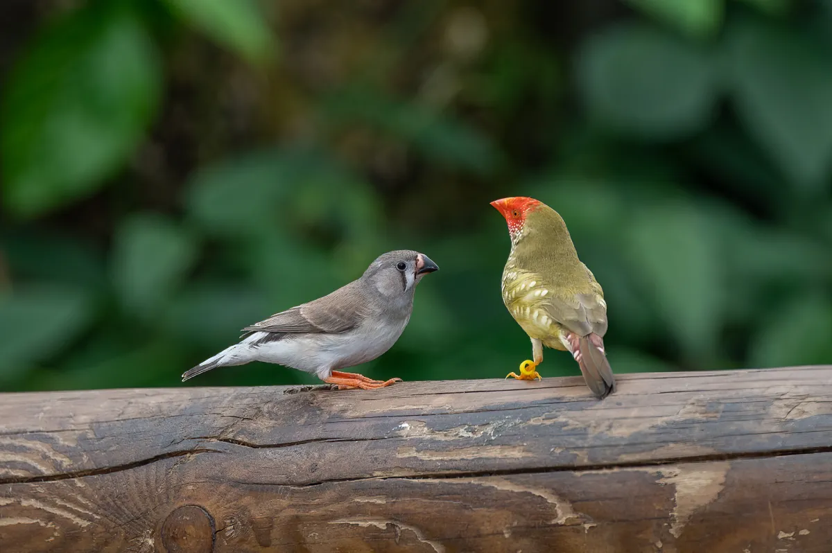 Star finch, adult and juvenile