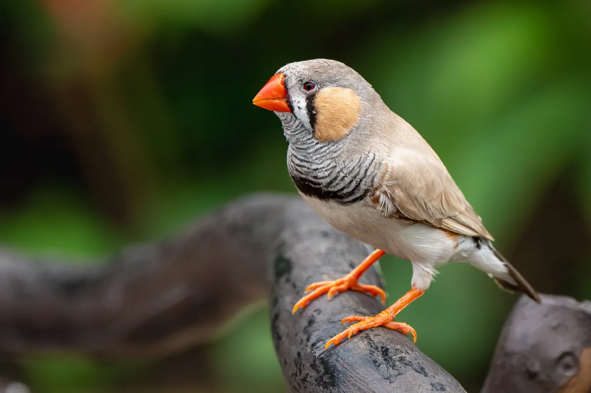 perched Zebra Finch