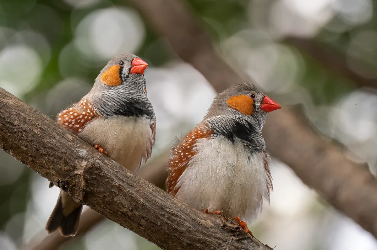 Zebra Finch