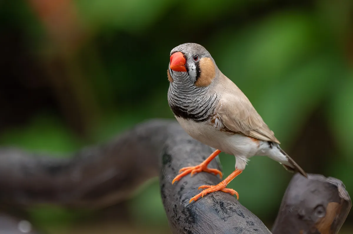 Zebra Finch