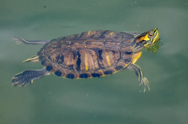  Parque de la Paloma, Benalmádena, turtle