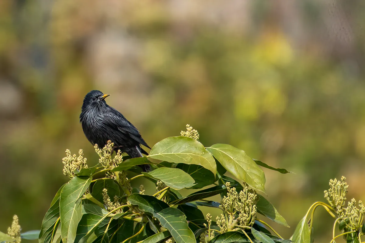 Spotless Starling in Nerja