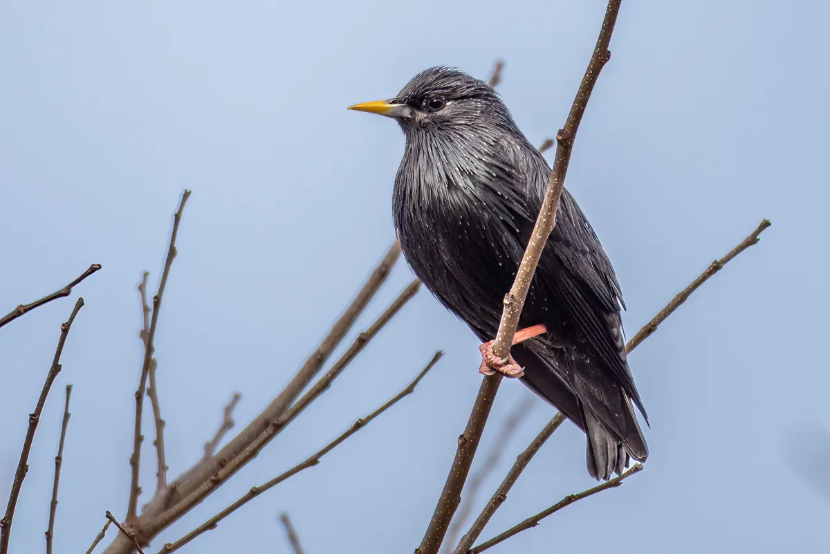 Spotless Starling with spots