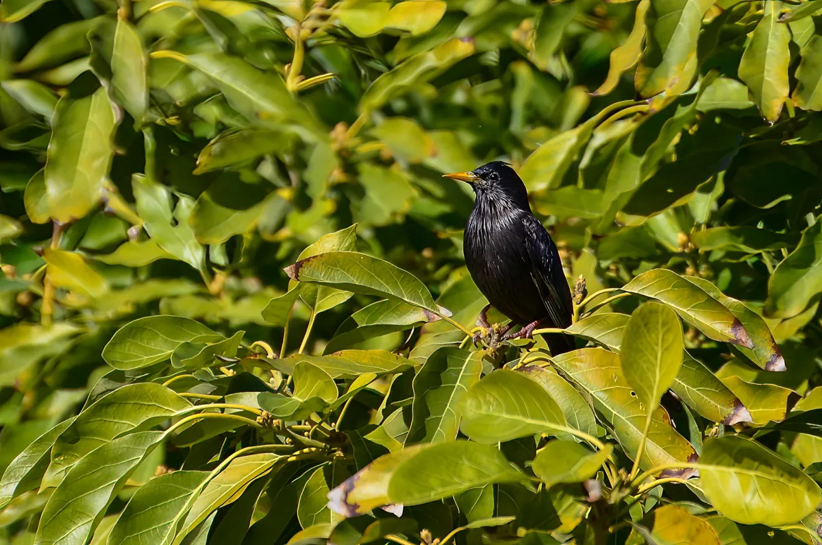 Spotless Starling