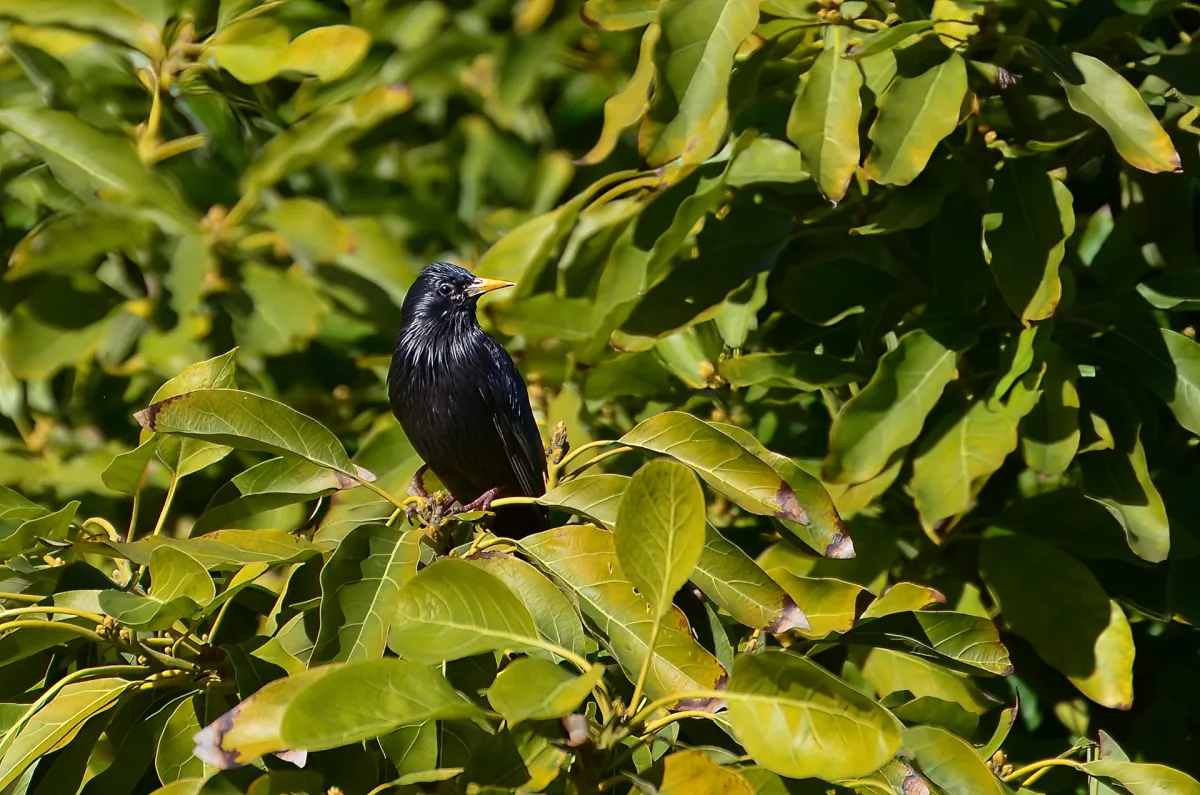 Nerja, Spotless Starling