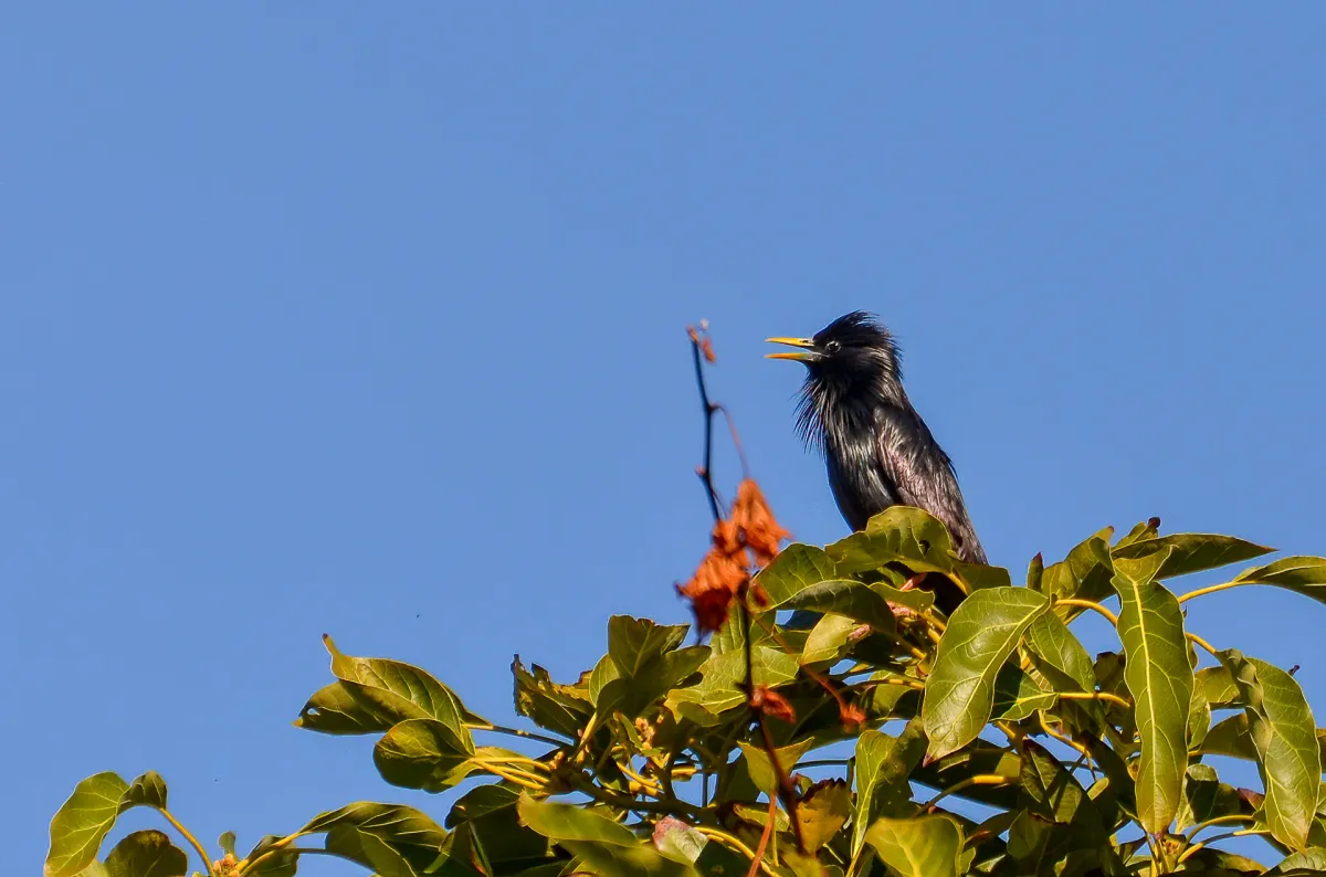 Spotless Starling, Nerja