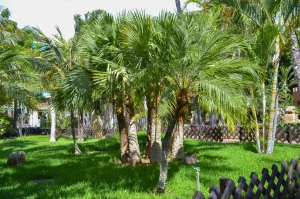 Parque Botánico El Majuelo, Almuñecar