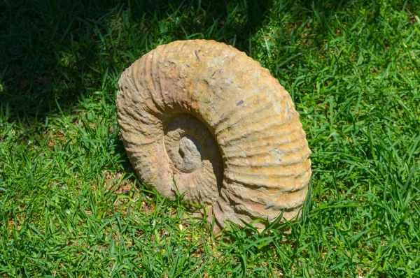 Palacete de la Najarra, fossil, garden