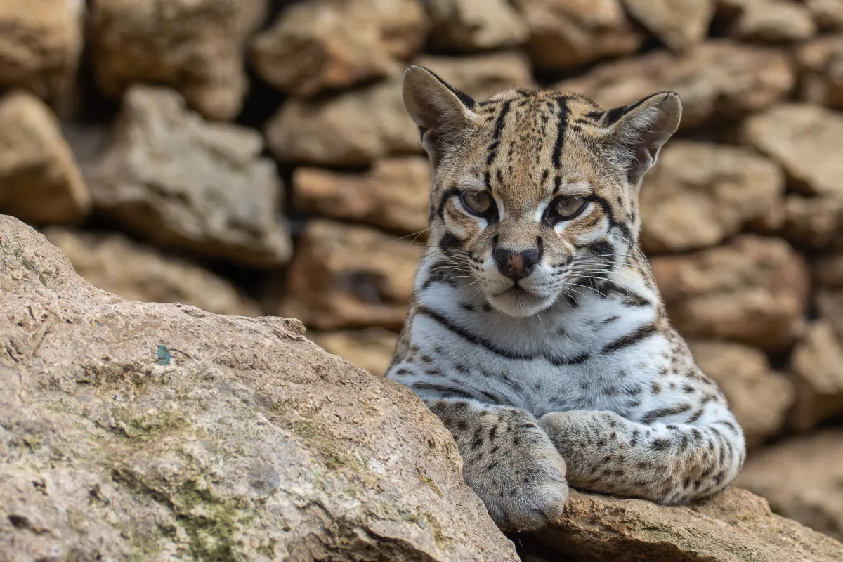 Animal Rescue Centre, Castellar