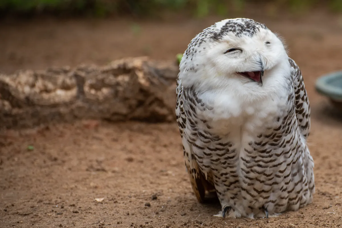 Snowy Owl, Castellar
