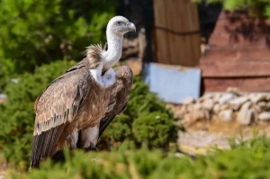 Griffon Vulture