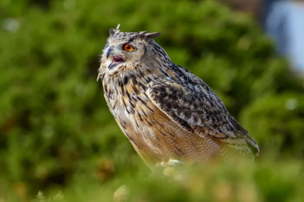 Eurasian Eagle Owl