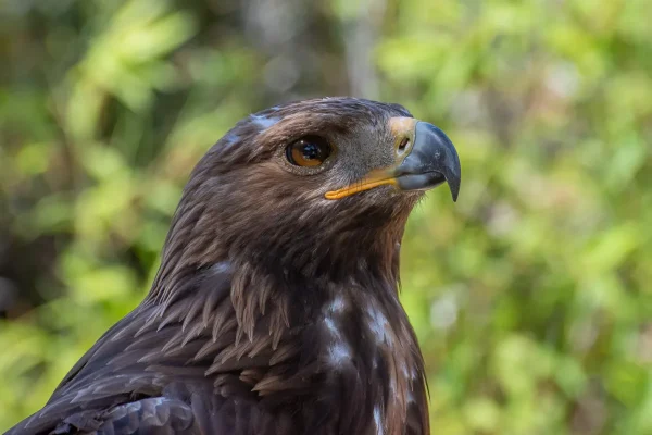 hawk