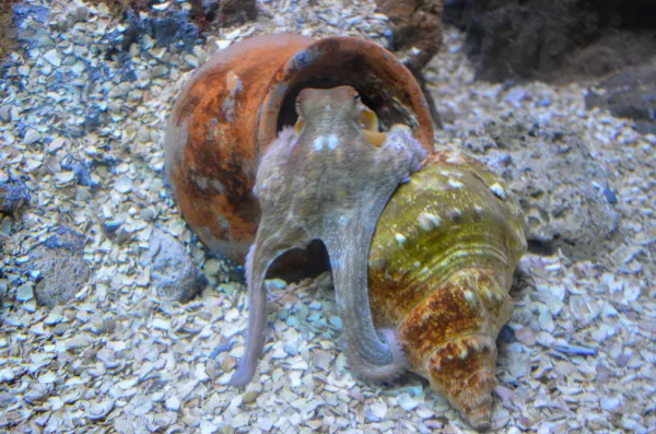 Sea Life, Benalmadena, Spain