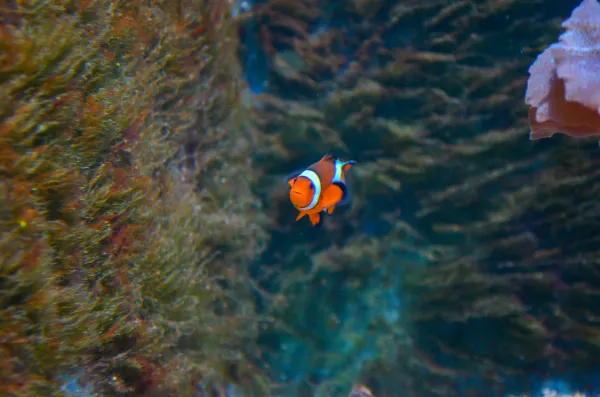 clown fish, Sea Life, Benalmadena