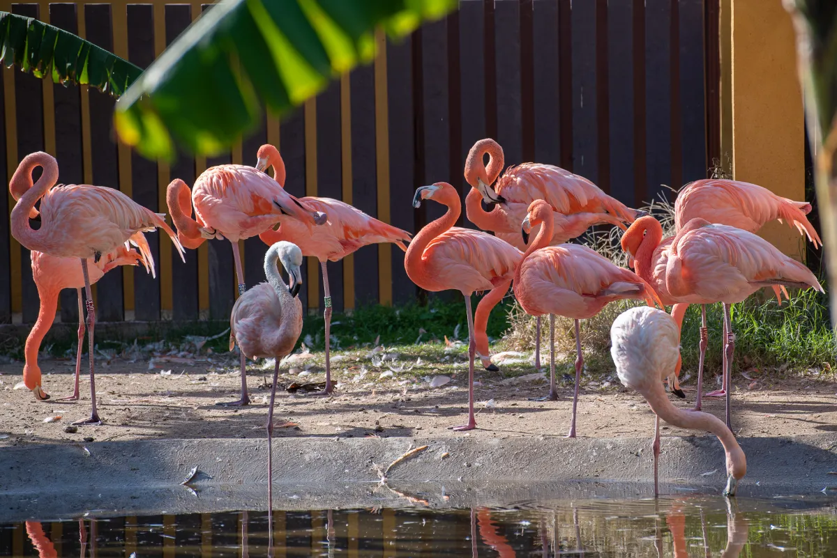 Flamingos, Selwo Marina