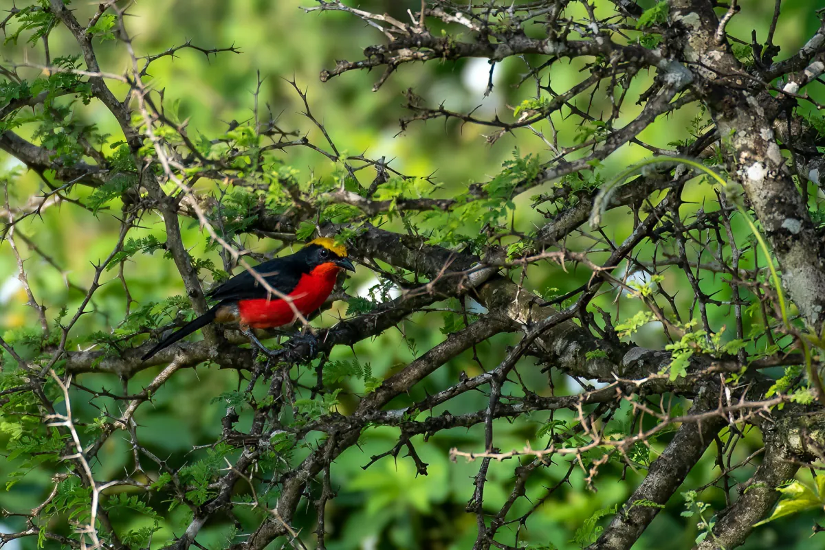 Yellow-crowned Gonolek, The Gambia