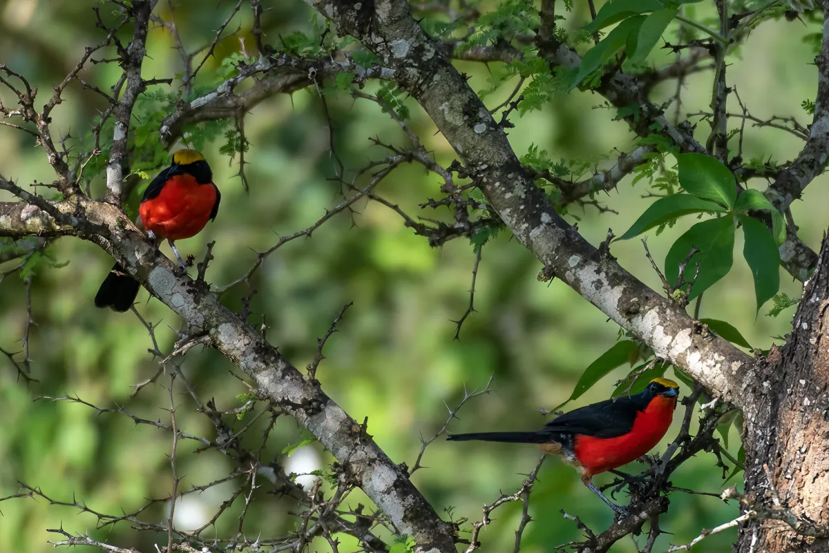 Yellow-crowned Gonolek, West Africa