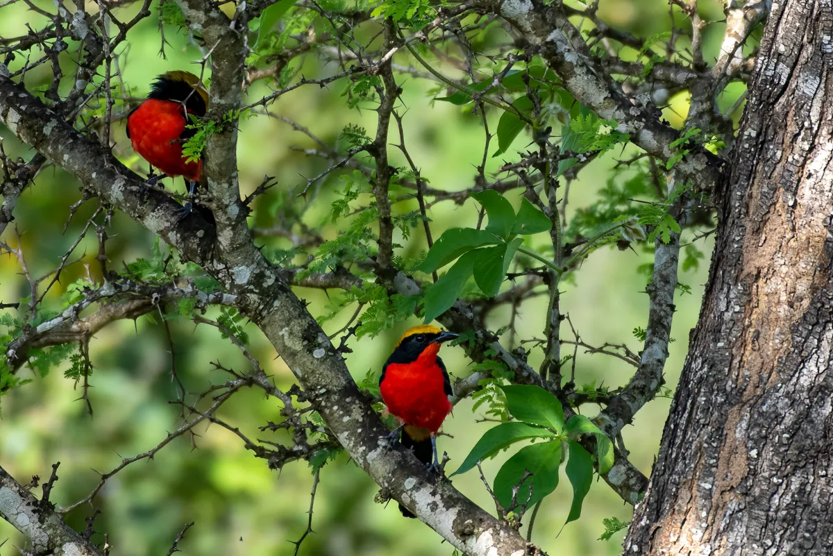 Yellow-crowned Gonolek