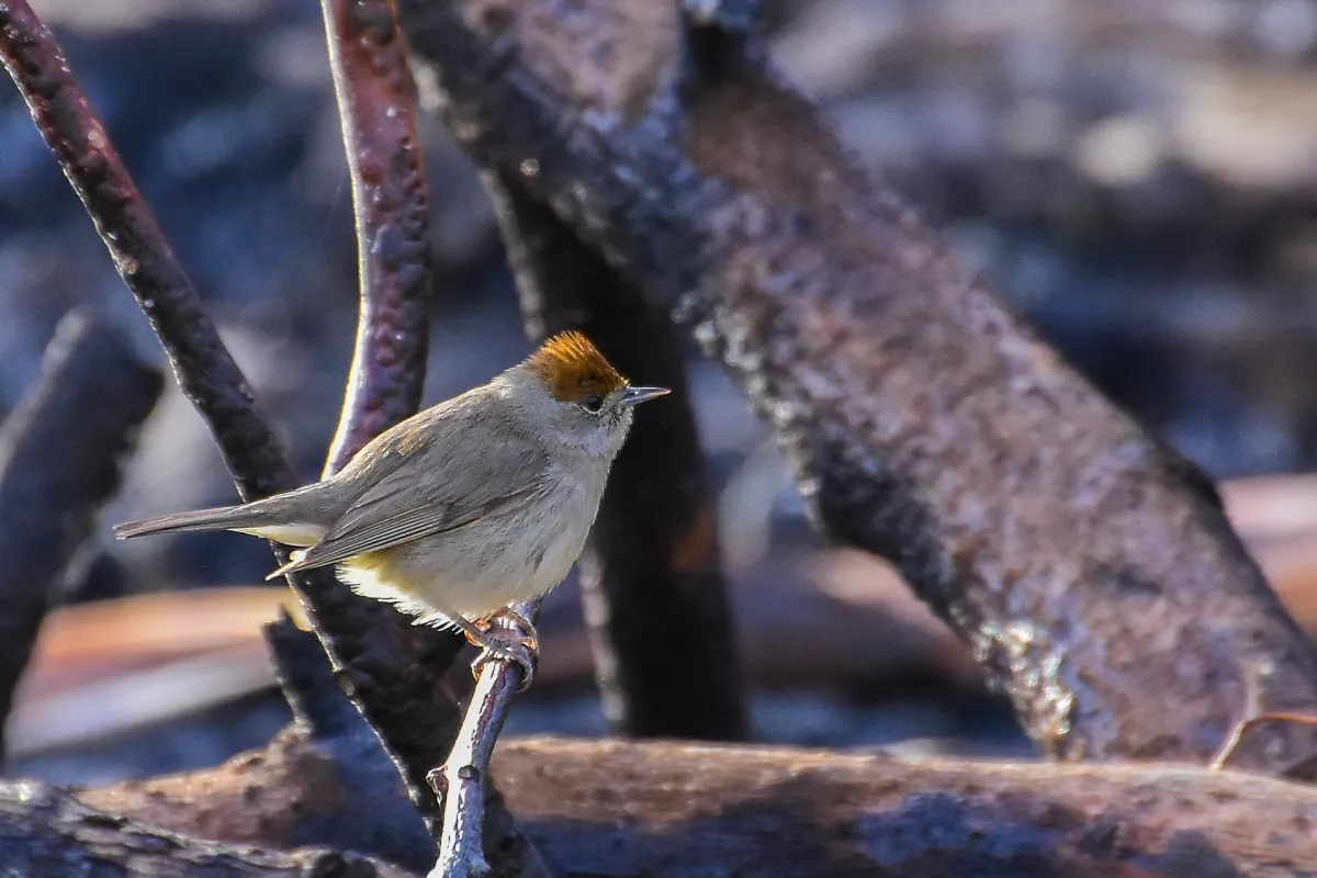 Blackcap, female, Nerja