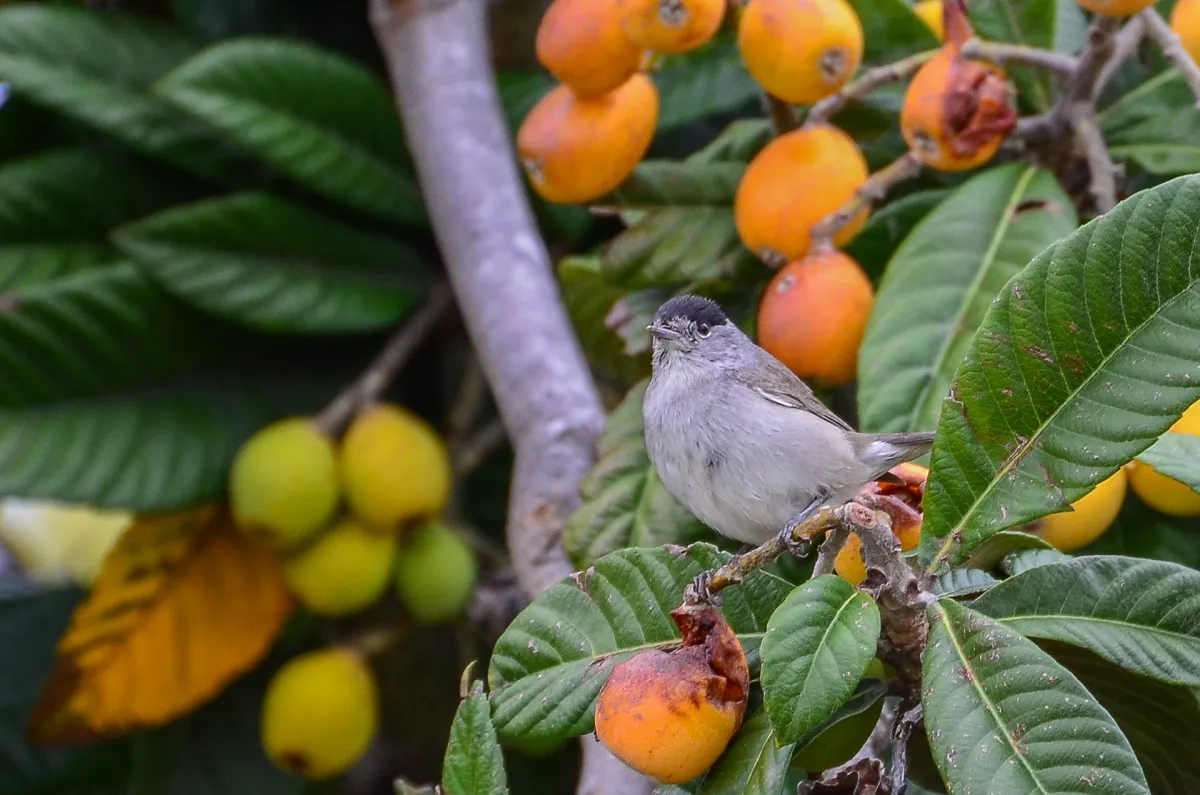 Blackcap male, Nerja