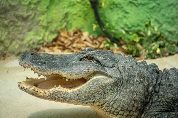 Alligator, Torremolinos