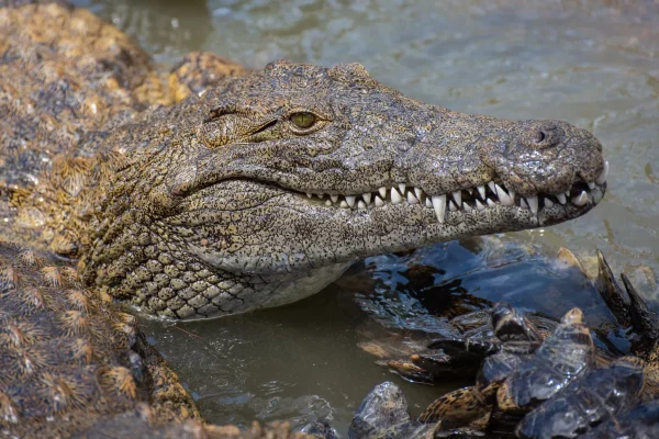 Crocodile, Torremolinos Crocodile Park