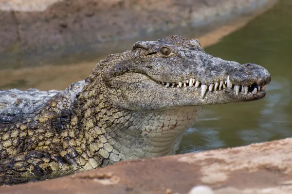crocodile, Torremolinos