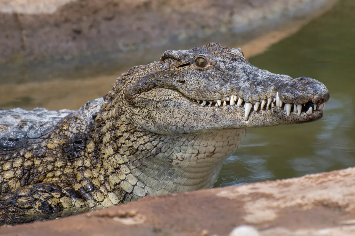 Crocodile Park Torremolinos