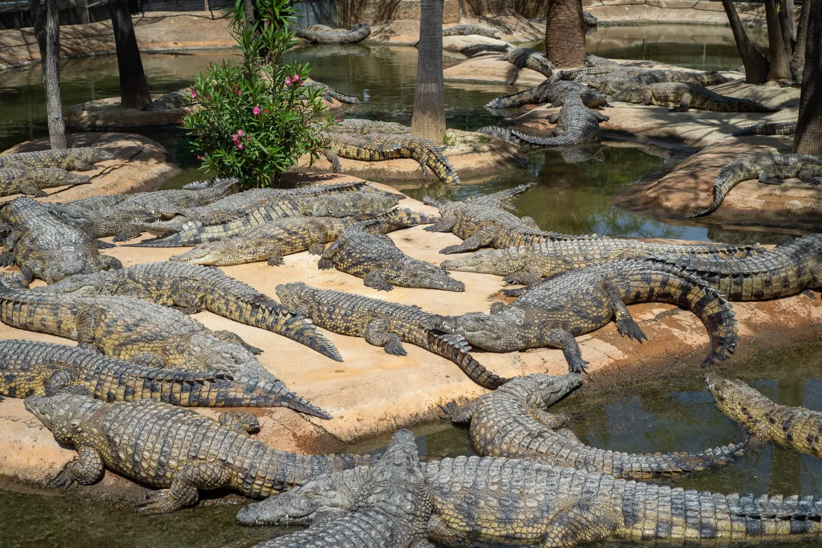 Crocodiles, Torremolinos