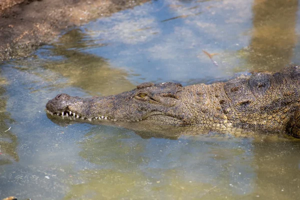 Crocodile swimming, Torremolinos