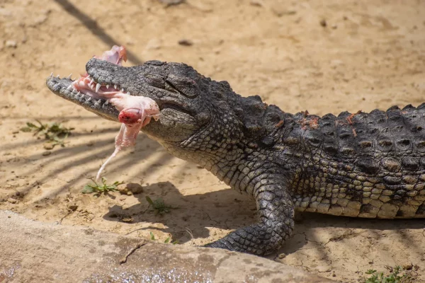 crocodile feeding time, Torremolinos