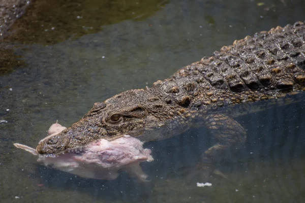 crocodile eating chicken