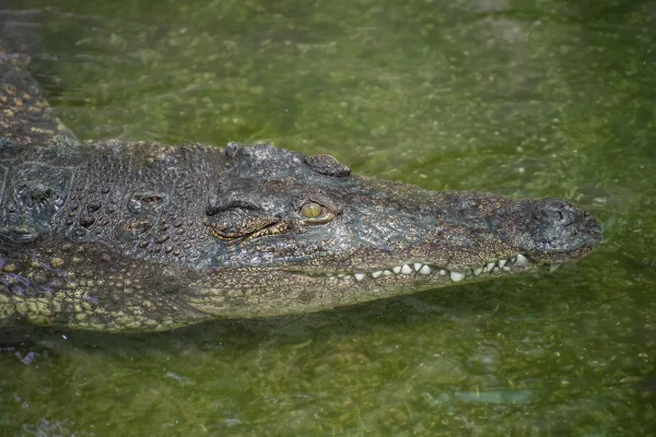 cruising crocodile, Torremolinos
