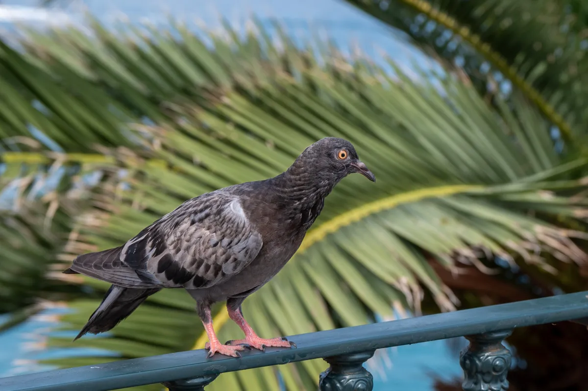 pigeon, Nerja