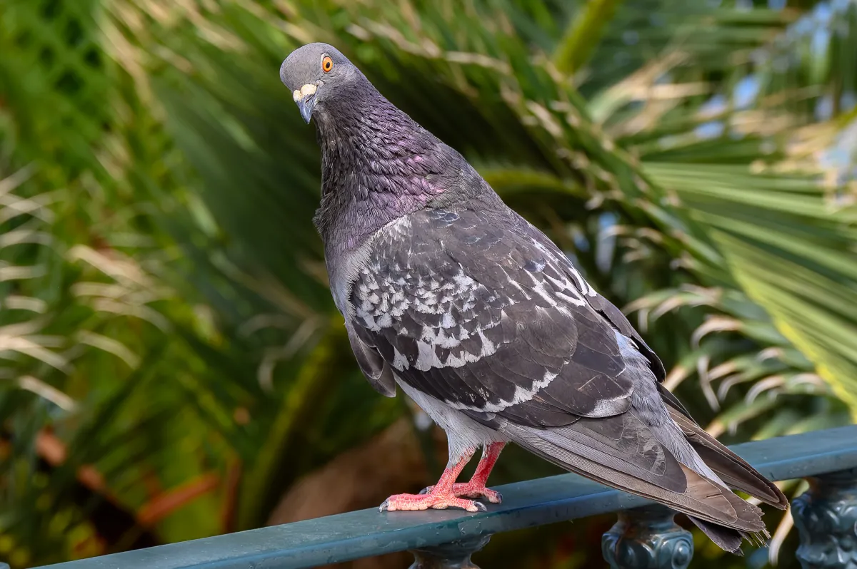 pigeon