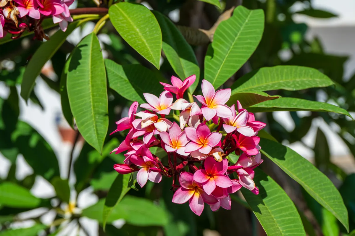 Plumeria in bloom, Nerja