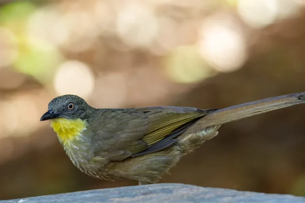 Yellow-Throated Leaflove 5