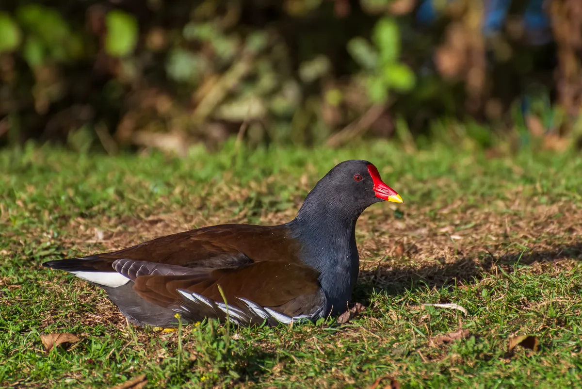 adult Moorhen